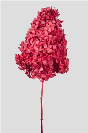Preserved Hydrangea Peegee - Red