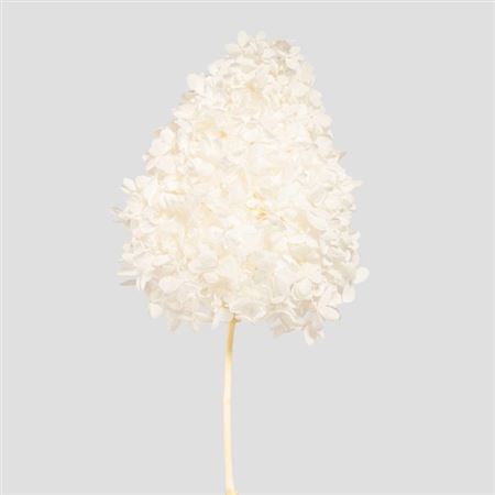 Preserved Hydrangea Peegee - White