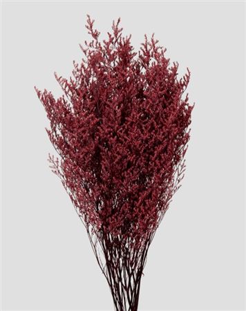 Preserved Limonium - Burgundy