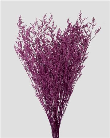 Preserved Limonium - Grape