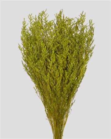 Preserved Limonium - Green