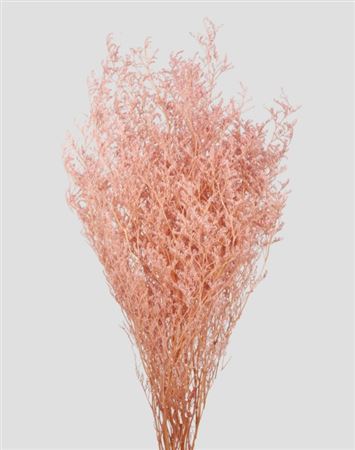 Preserved Limonium - Silky Pink