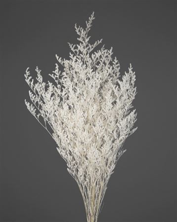 Preserved Limonium - White