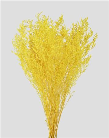 Preserved Limonium - Yellow