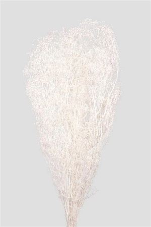 Preserved Mini Gypsophila - White
