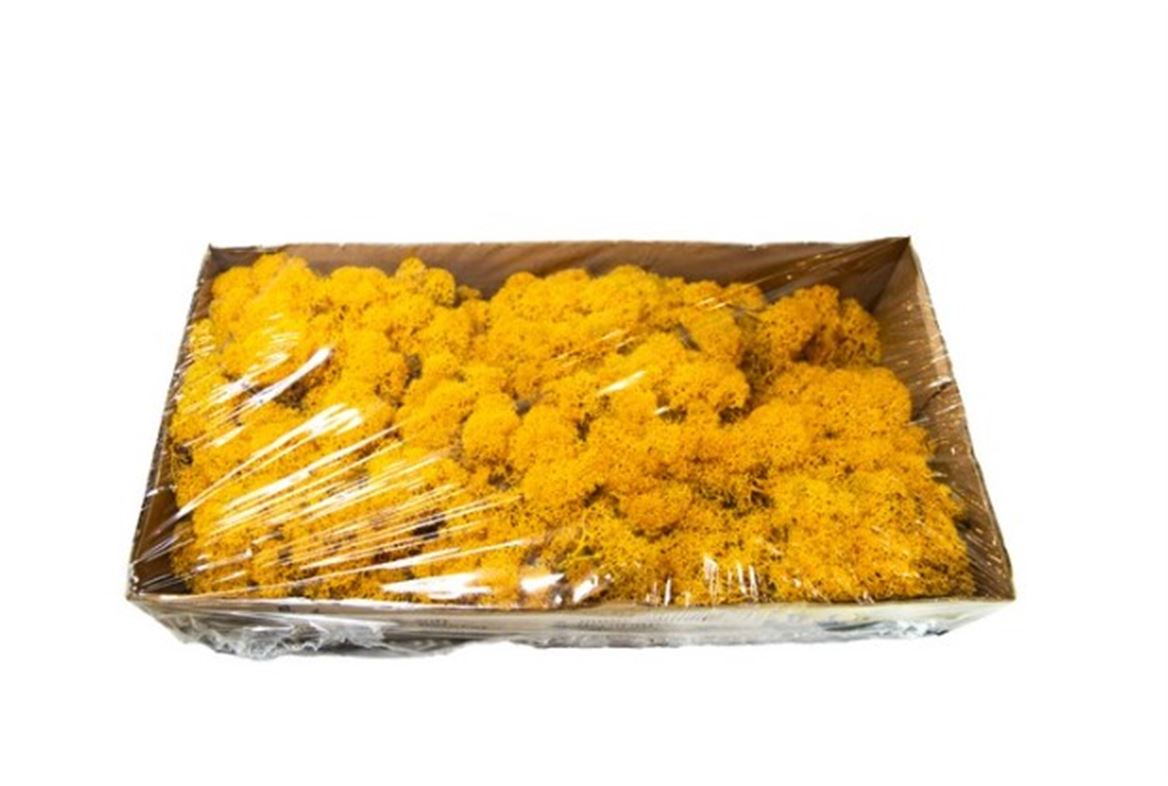 Preserved Muschio Iceland Paint Yellow