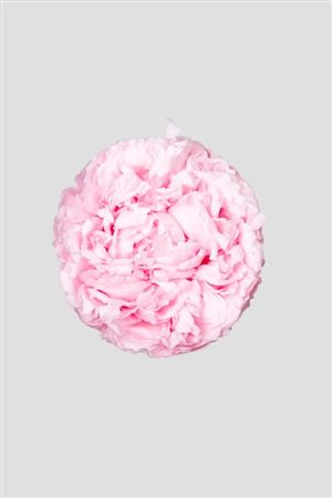 Preserved Peonia - Pink
