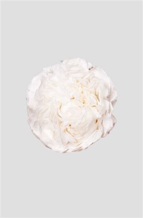 Preserved Peonia - White