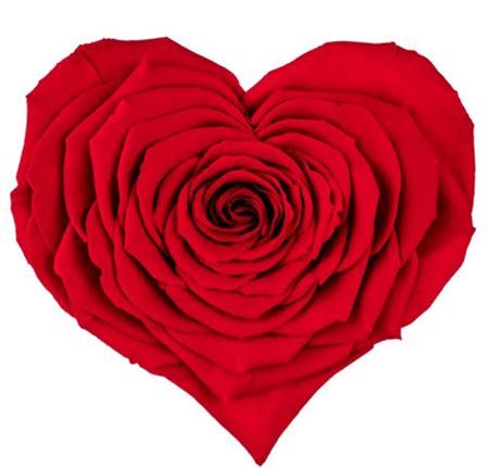 Preserved Rosa Heart Xxl Red 02