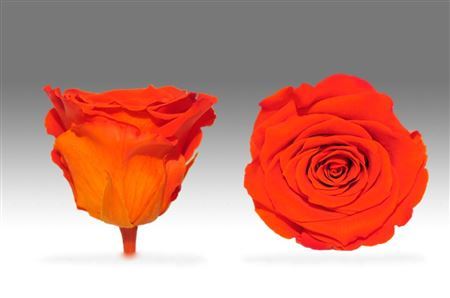 Preserved Rosa Ll Bic 01 *