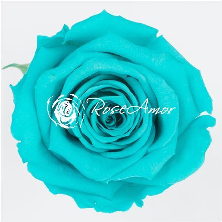 Preserved Rosa Ll Blu 02