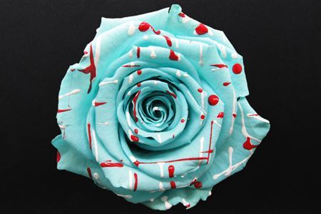 Preserved Rosa Ll Festiva Blue *