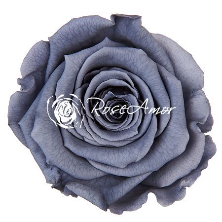 Preserved Rosa Ll Gry 01 Rose Amor *