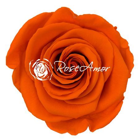 Preserved Rosa Ll Ora 02