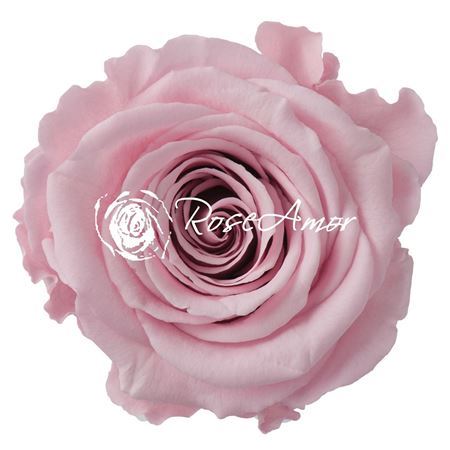 Preserved Rosa Ll Pin 04