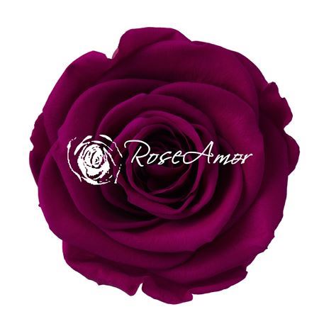 Preserved Rosa Ll Pin 05