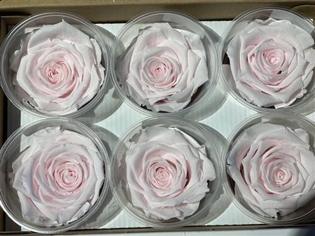 Preserved Rosa Ll Pin 89