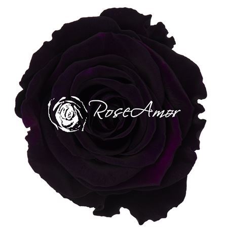 Preserved Rosa Ll Pur 01