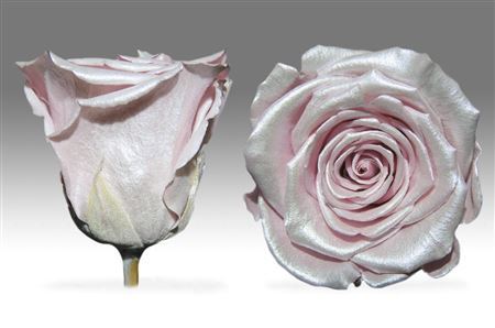 Preserved Rosa Ll Strawberry