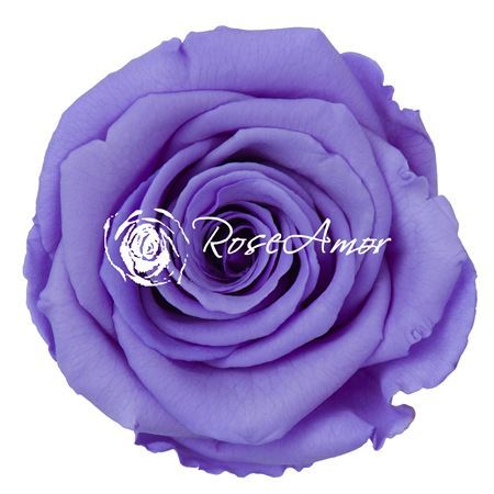 Preserved Rosa Ll Vio 01