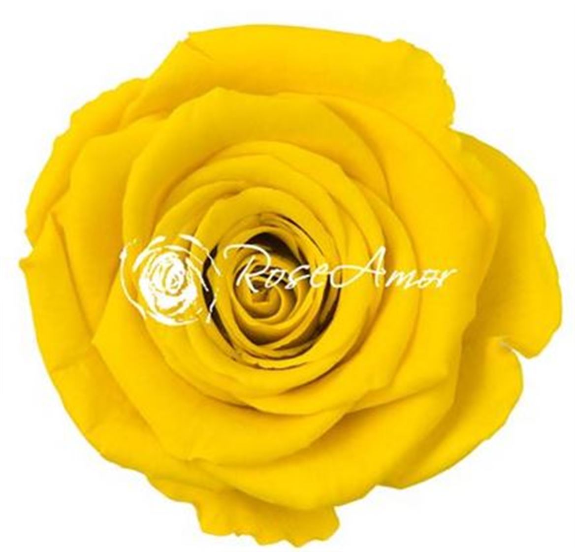 Preserved Rosa Ll Yel 02