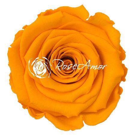 Preserved Rosa Ll Yel 04
