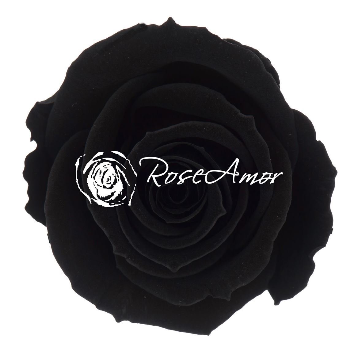 Preserved Rosa Mini Warmi Bla 01
