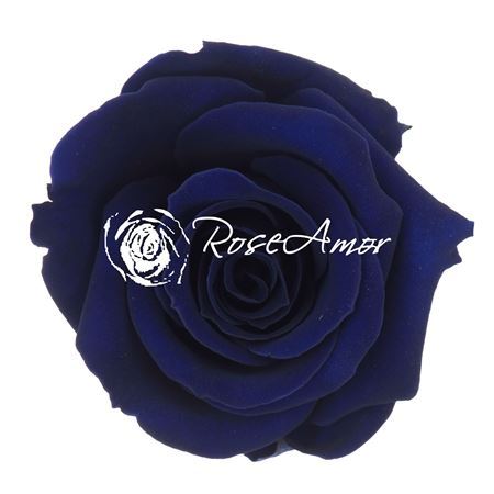 Preserved Rosa Mini Warmi Blu 03