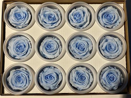 Preserved Rosa Mini Warmi Blu 89