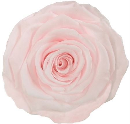 Preserved Rosa Mini Warmi Pin 89