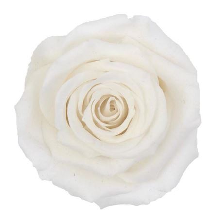 Preserved Rosa Mini Warmi Whi 01