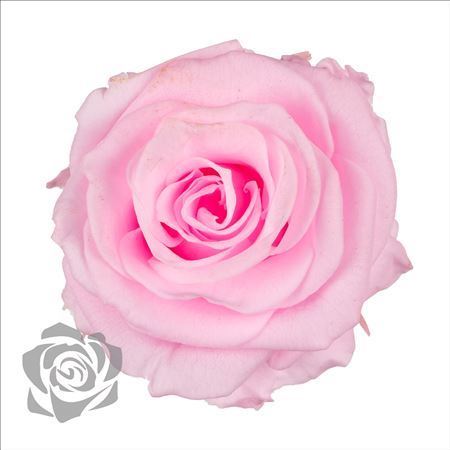 Preserved Rosa Mini Xs Pin 99