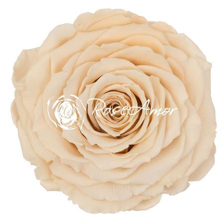 Preserved Rosa Xxl Cha 01
