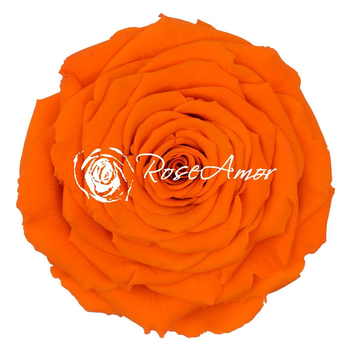 Preserved Rosa Xxl Ora 02