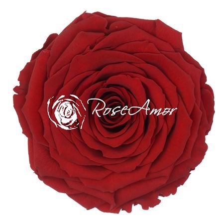 Preserved Rosa Xxl Red 01