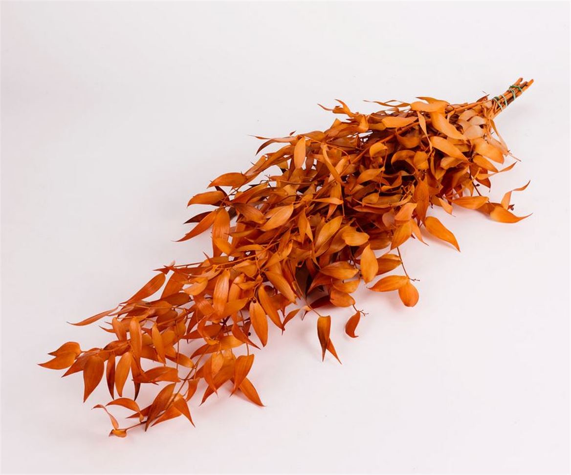 Preserved Ruscus Arancio 150gr.