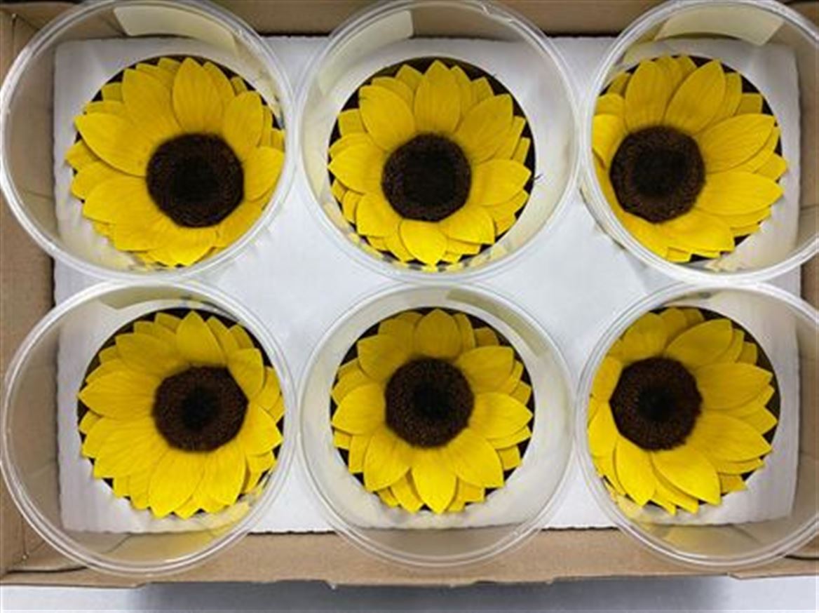 Preserved Sunflower Xl Yel 02