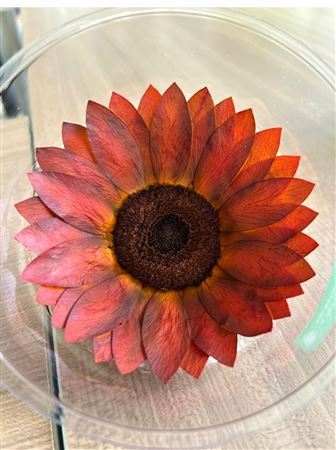 Preserved Sunflower Xxl Bic 73