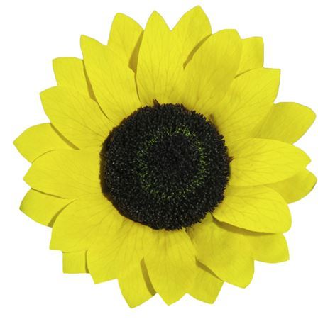 Preserved Sunflower Xxl Yel 02