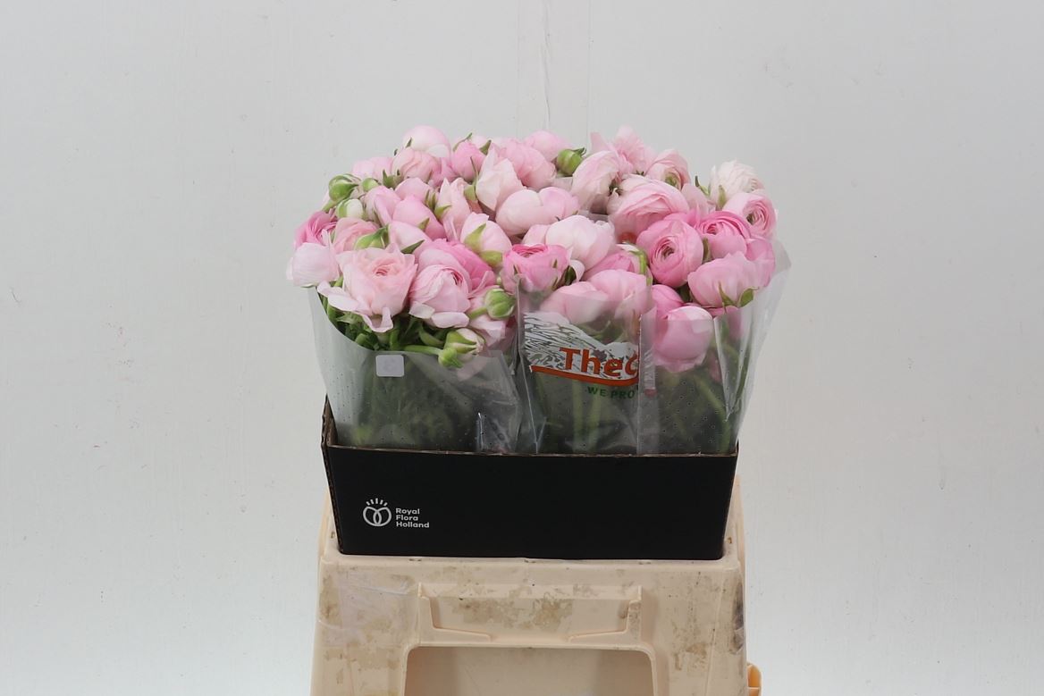 Ranunculus Elegance Pink