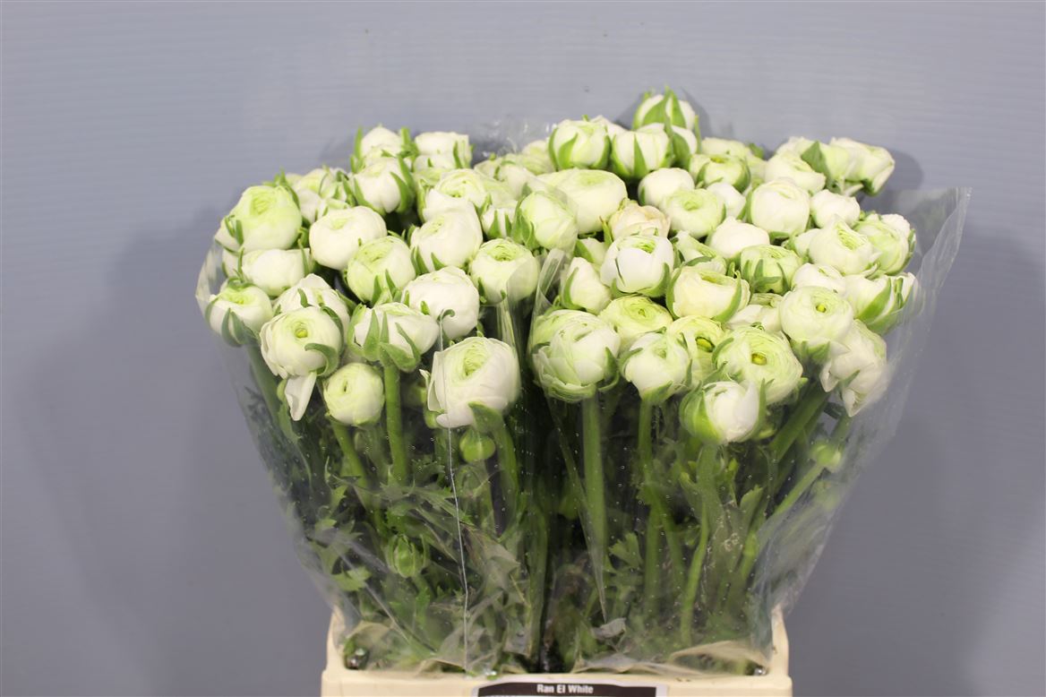 Ranunculus Elegance White