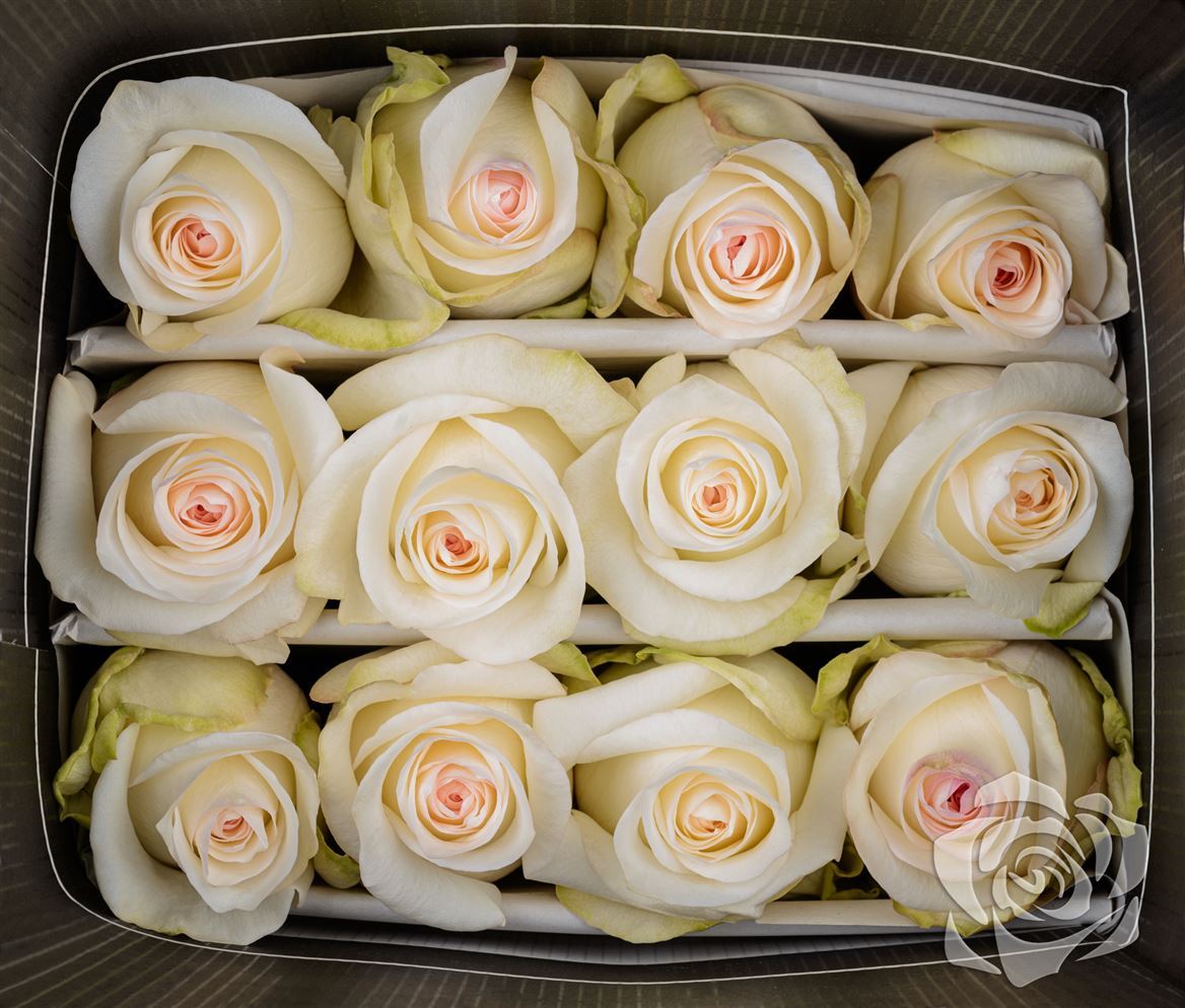 Rosa Ec Candlelight Ceres