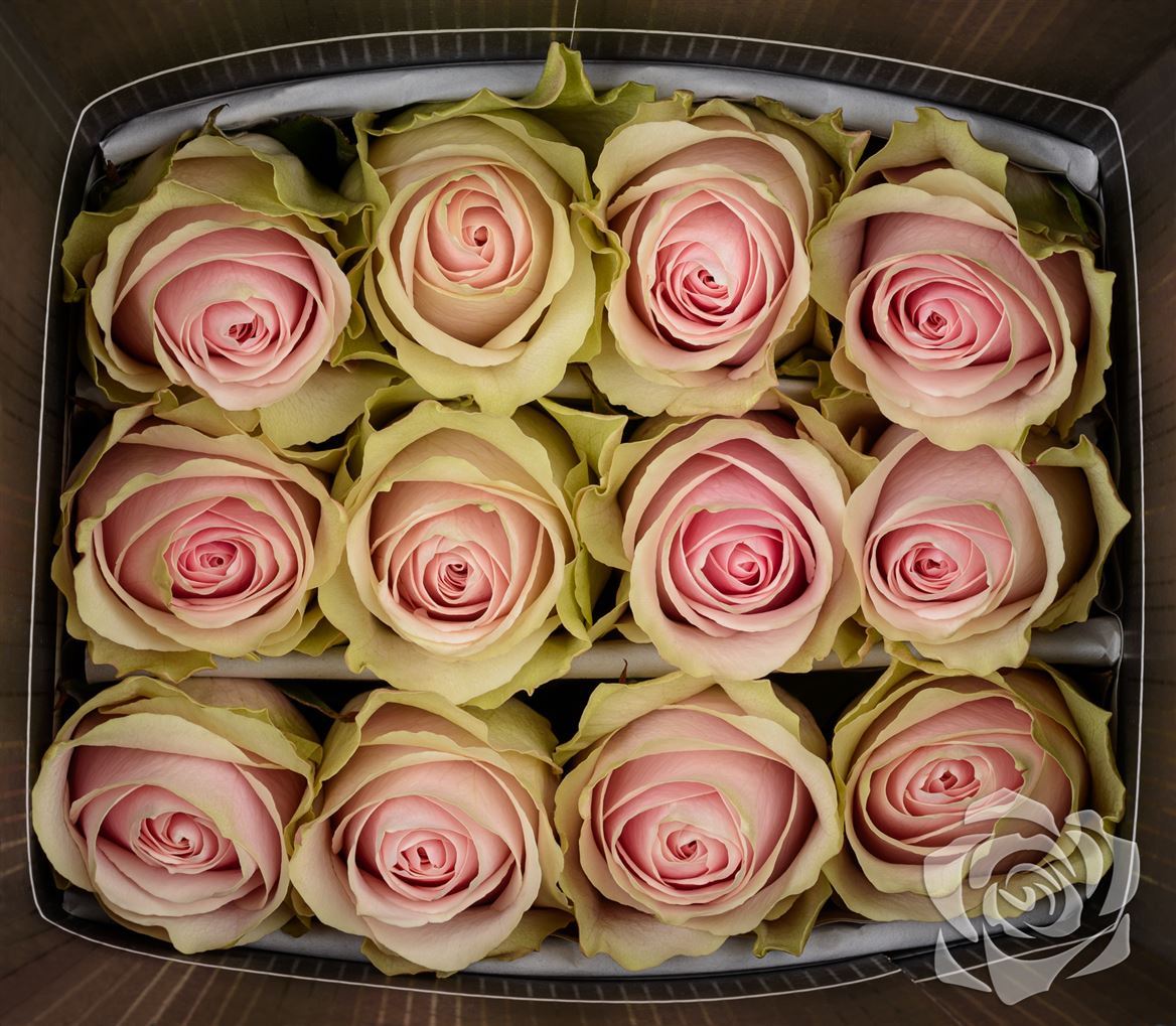 Rosa Ec Frutteto Sapphire