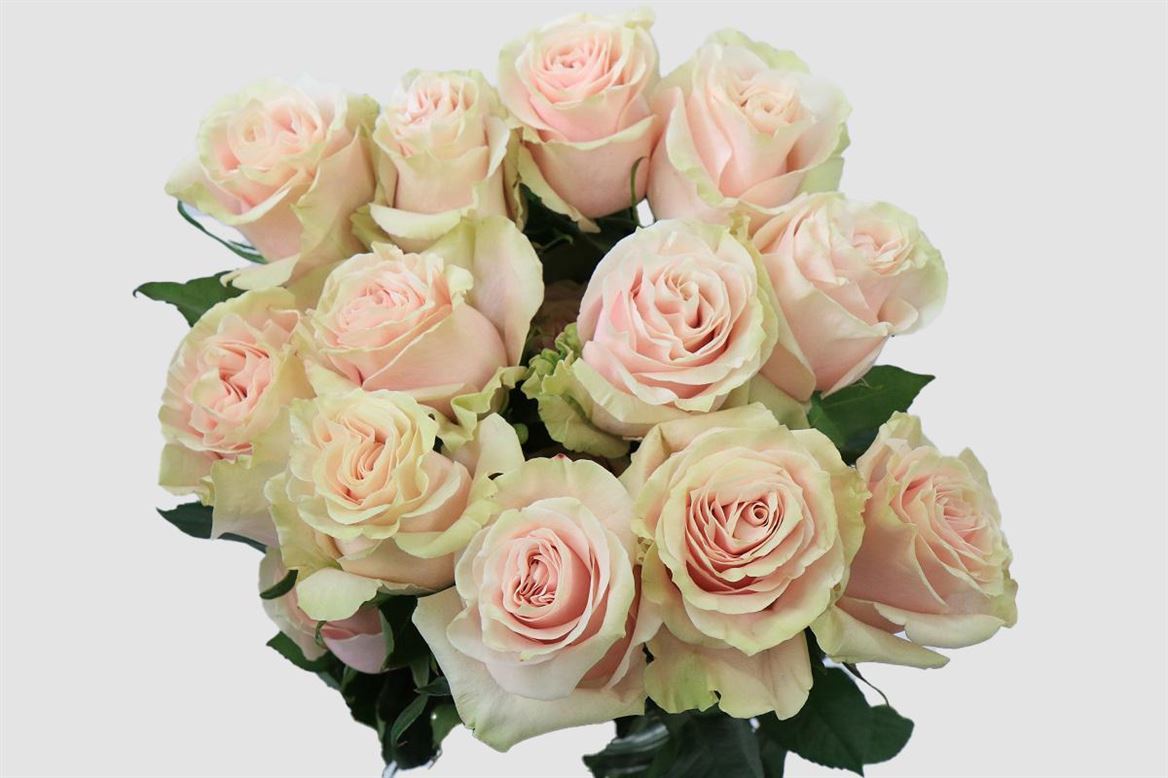 Rosa Ec Pink Mondial