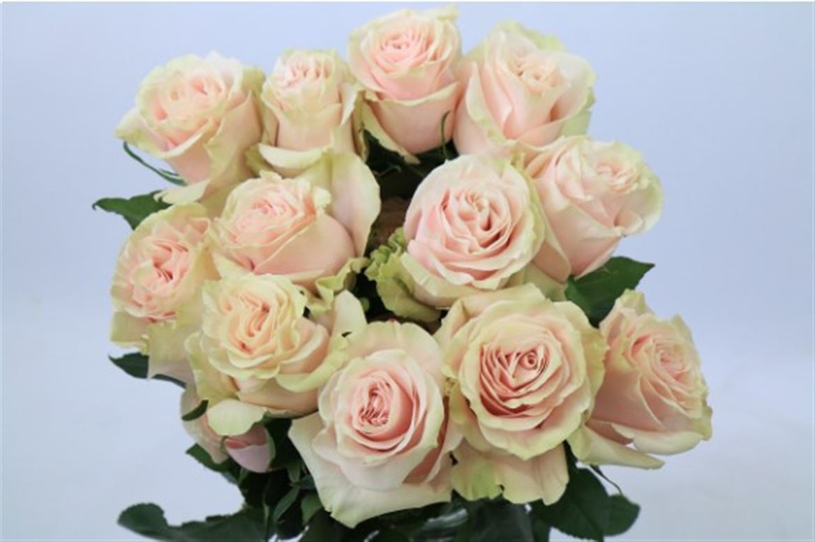 Rosa Ec Pink Mondial