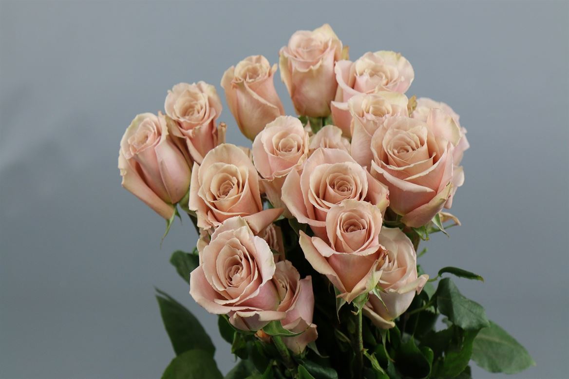 Rosa Ec Quicksand Cantiza