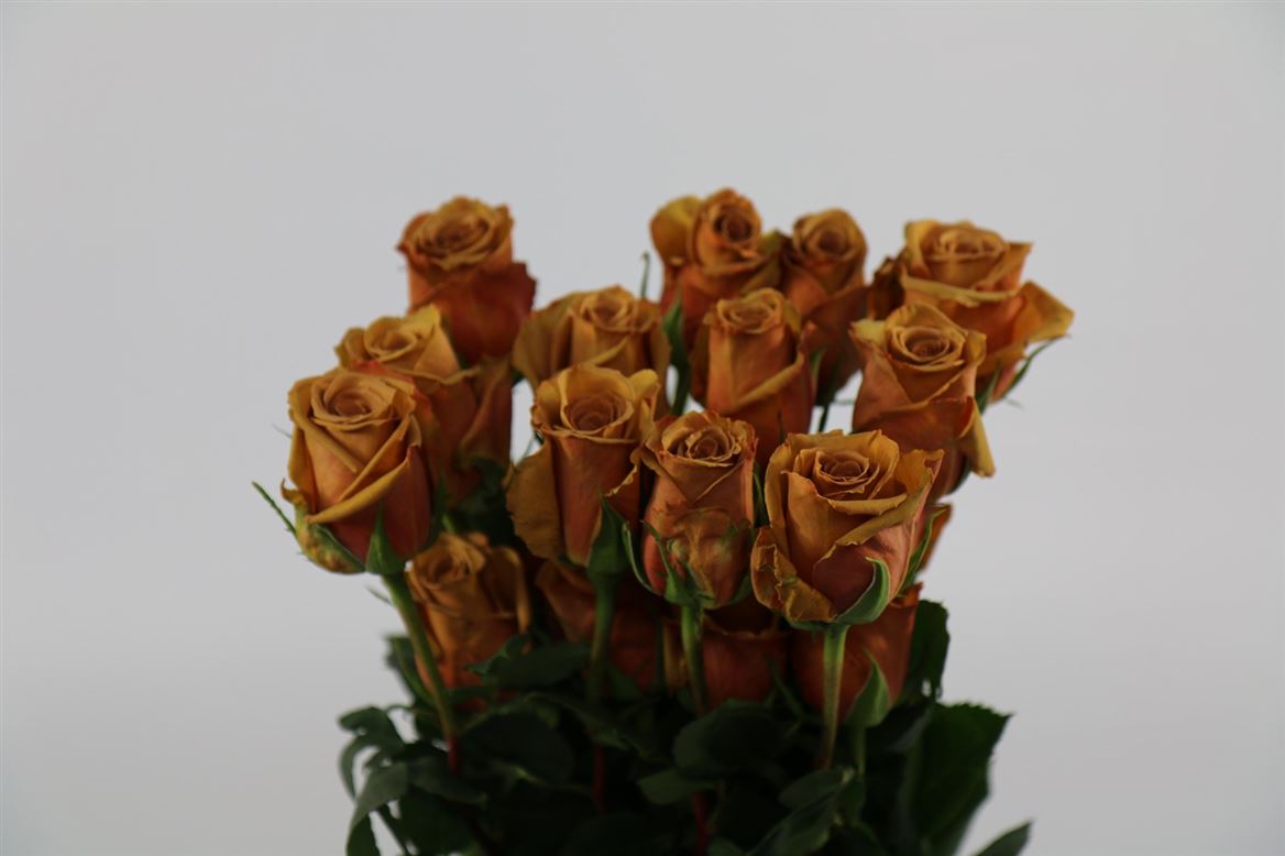 Rosa It Toffe
