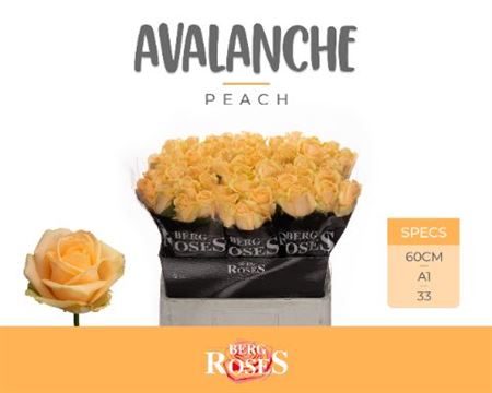 Rosa Large Peach Avalanche+