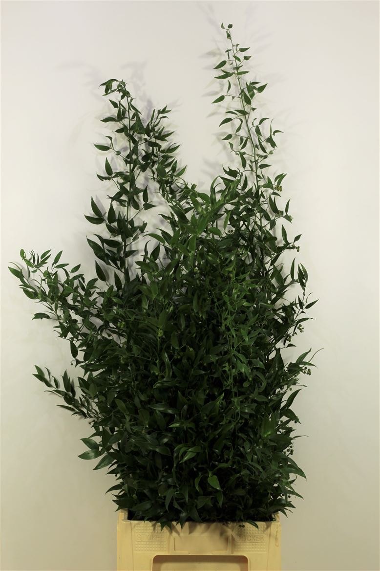 Ruscus Italia Long
