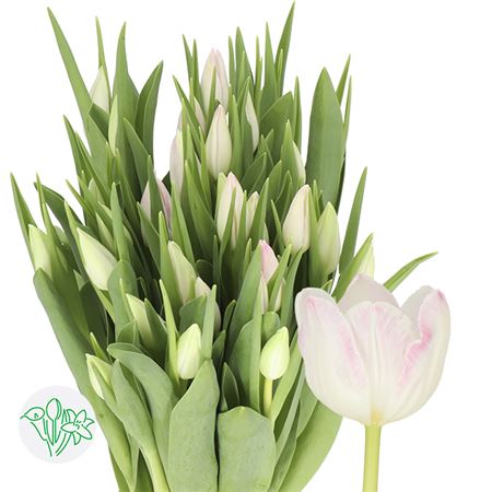 Tulipa Si First Class